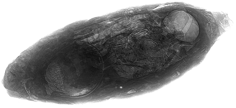 An X-ray projection of a fossil parasite, where the wasp is clearly visible inside the fly pupae.
